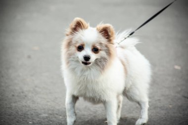 Arka planda üzgün beyaz köpek