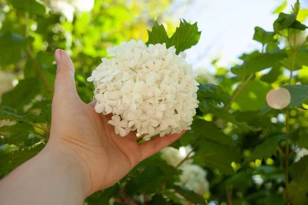 Белый Цветок Дереве Саду — стоковое фото
