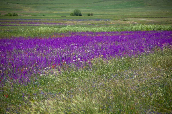 Красивое Лавандовое Поле Длинными Фиолетовыми Рядами — стоковое фото