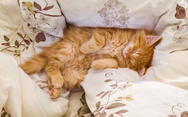 Beyaz yatak kıyafetleri üzerinde uyuyan sevimli kızıl bebek kedi. Evcil hayvan. Yavru kedi yatakta uyuyor. Uyku ve rahat uyku zamanı. Ev hayvanı. Yavru kedi. Kızıl kedi komik bir pozisyonda uyur..