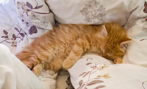 Χαριτωμένο Κοκκινοτρίχη Γάτα Κοιμάται Λευκά Ρούχα Κρεβάτι Κατοικίδιο Ζώο Μικρή — Φωτογραφία Αρχείου