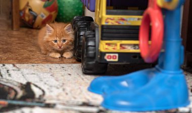 Kedi yavrusu oyuncak bir çöp kamyonunun yanında oturuyor. Kedi ve kamyon. Yatay fotoğraf.