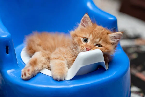 little ginger kitten sitting in a blue children\'s potty. Domestic animal. Home pet. Young kitten.