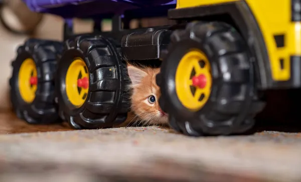 The kitten sits next to a toy dump truck. Cat and truck. Horizontal photo.