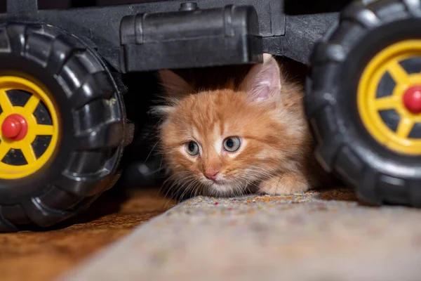 Das Kätzchen Sitzt Neben Einem Kipper Katze Und Lkw Horizontales — Stockfoto