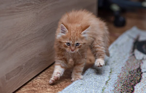 Wenig Zerzaust Vom Ängstlichen Kätzchen Verängstigtes Kätzchen Mit Faltigem Und — Stockfoto