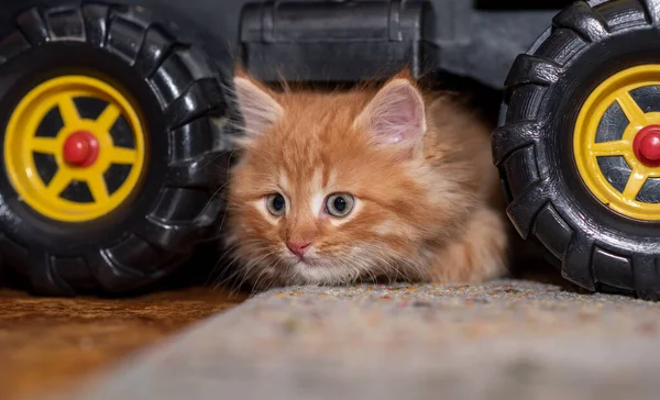 Das Kätzchen Sitzt Neben Einem Kipper Katze Und Lkw Horizontales — Stockfoto