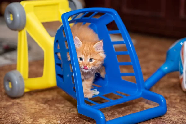 Hübsches Ingwer Kätzchen Warenkorb Kätzchen Mit Einem Warenkorb Ingwer Hauskatze — Stockfoto