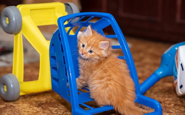 Hübsches Ingwer Kätzchen Warenkorb Kätzchen Mit Einem Warenkorb Ingwer Hauskatze — Stockfoto