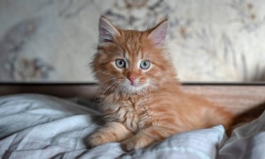 Tatlı zencefilli yavru kedi yatakta yatıyor. Evcil hayvan. Ev hayvanı. Genç kedicik..