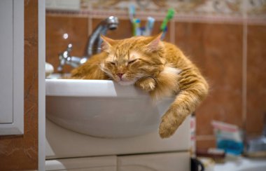 Kızıl kedi lavaboda uyukluyor. Kedi banyoyu koruyor..