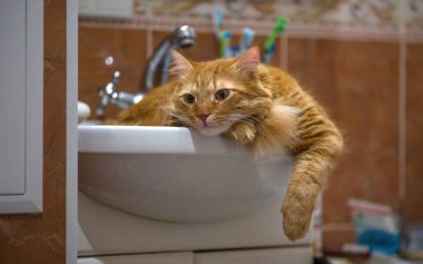 Kedi banyoyu koruyor. Kızıl kedi lavaboda dinleniyor..