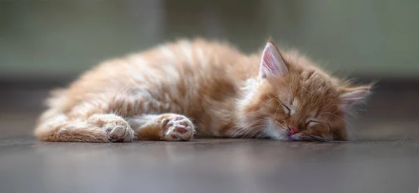 Primer Plano Del Gatito Rojo — Foto de Stock