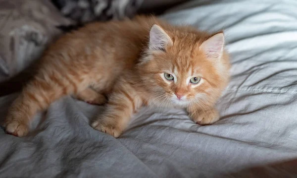 Cute Ginger Baby Cat Lies Bed Domestic Animal Home Pet — Φωτογραφία Αρχείου