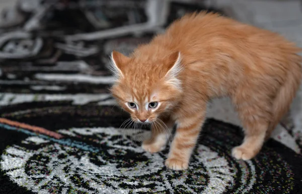 Kitten Alarmed Situation Home Pet Young Kitten — Φωτογραφία Αρχείου