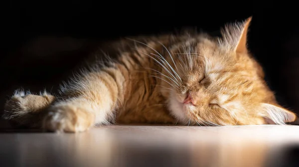 Sleeping Red Cat Lies Table — Stock Photo, Image