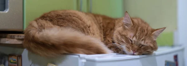 Красная Кошка Дремлет Холодильнике — стоковое фото
