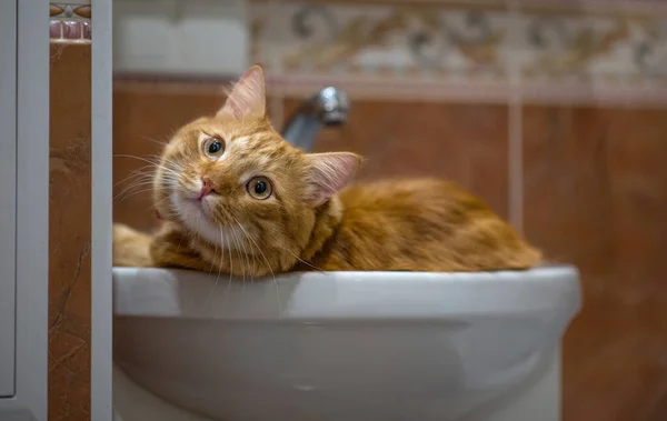 Cat Guards Bathroom Red Cat Resting Washbasin —  Fotos de Stock