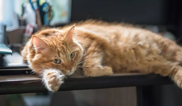 Beautiful Ginger Long Hair Cat Lying Table Home —  Fotos de Stock