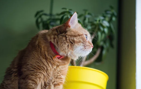 Gato Doméstico Sienta Mirando Por Ventana Sueña Con Estar Afuera —  Fotos de Stock