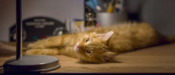 Gato Rojo Descansa Acostado Sobre Mesa Gato Disfruta Paz Luz —  Fotos de Stock