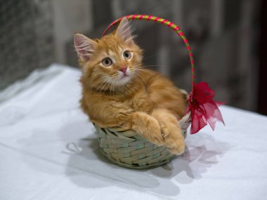 Kırmızı yavru kedi sepette oturuyor. Canlı doğum günü hediyesi. Pet, evde genç bir kedi var. Kapat, boşluğu kopyala.
