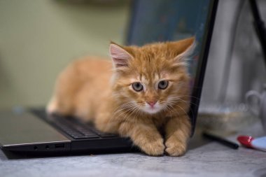 Kırmızı yavru kedi dizüstü bilgisayarın klavyesinde yatıyor. Kedi yavrusu dizüstü bilgisayarı koruyor. Kızıl, küstah ağızlıklı..