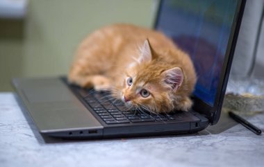 Kırmızı yavru kedi dizüstü bilgisayarın klavyesinde yatıyor. Kedi yavrusu dizüstü bilgisayarı koruyor. Kızıl, küstah ağızlıklı..