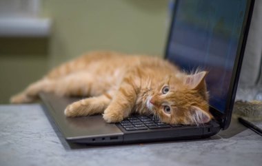 Kırmızı yavru kedi dizüstü bilgisayarın klavyesinde yatıyor. Kedi yavrusu dizüstü bilgisayarı koruyor. Kızıl, küstah ağızlıklı..