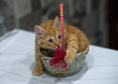 Kırmızı yavru kedi sepette oturuyor. Canlı doğum günü hediyesi. Pet, evde genç bir kedi var. Kapat, boşluğu kopyala.