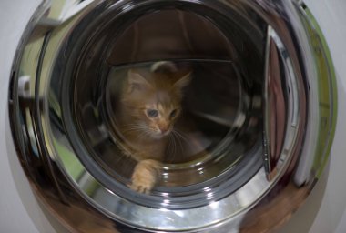Kedi çamaşır makinesine oturur ve pencereden dışarı bakar. Bir kedi yavrusu çamaşır makinesinin içinden dünyayı keşfeder..