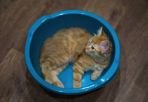 Gattino Rosso Riposa Una Bacinella Pet Giovane Gatto Casa — Foto Stock