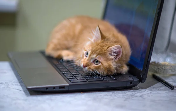 Red Young Kitten Lies Laptop Keyboard Kitten Guards Laptop Ginger — Stock Photo, Image