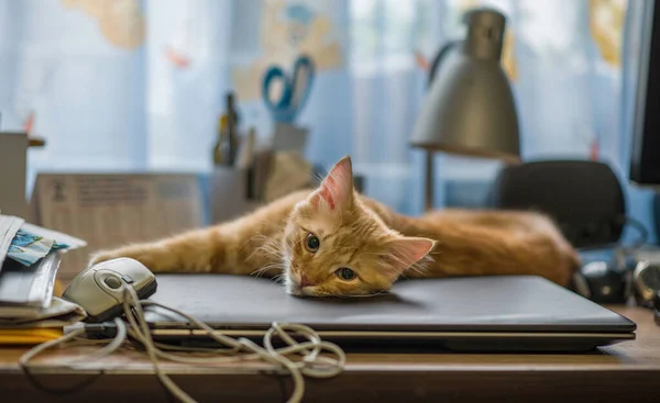 Red Young Kitten Lies Laptop Kitten Guards Laptop Ginger Impudent — Stock Photo, Image