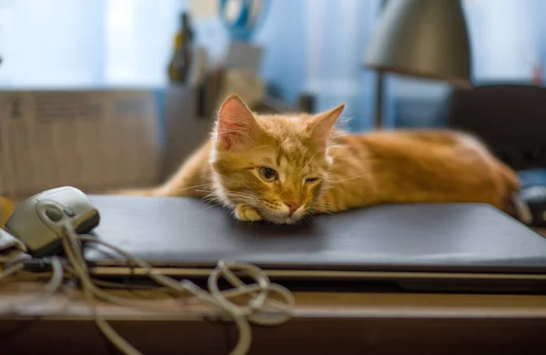 Red Young Kitten Lies Laptop Kitten Guards Laptop Ginger Impudent — Stock Photo, Image