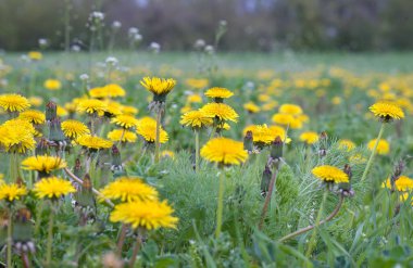 Baharda bir çayırda çiçek açan karahindibalar. Karahindiba tarlası güneşli bir günde.