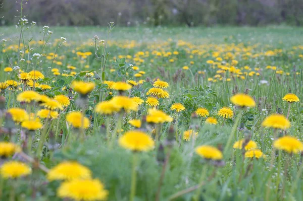 Blooming Dandelions Spring Meadow Dandelion Field Sunny Day — 图库照片