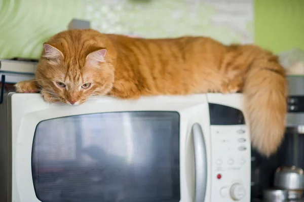 Кошка Лежит Микроволновке Смотрит Вниз Этом — стоковое фото