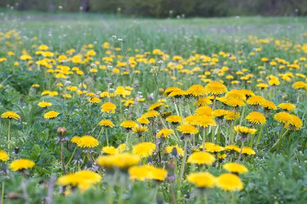 Blooming Dandelions Spring Meadow Dandelion Field Sunny Day — 图库照片