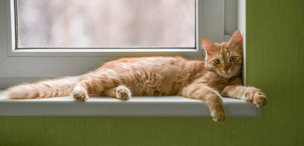 Gato Rojo Yace Alféizar Ventana Retrato Gato Jengibre Reposo Cerca — Foto de Stock