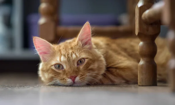 Red Cat Lies Floor Room Cat Looking Camera Intently — Stock Photo, Image