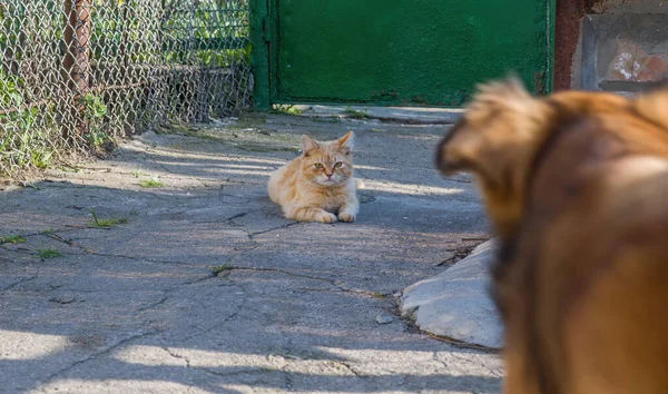 Cat and dog look at each other. The cat looks at the dog warily when meeting with her.