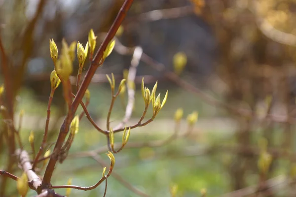 Branche verte d'un buisson — Photo