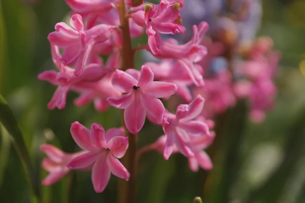 Růžový modré hyacinty v zahradě — Stock fotografie