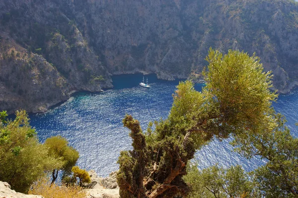 Ulivo su uno sfondo di baia di mare e montagna — Foto Stock