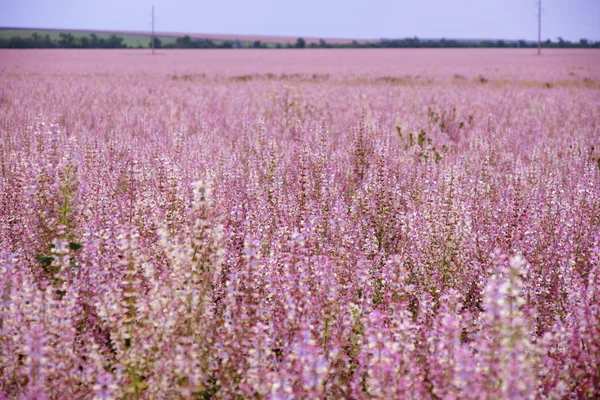 Feld der rosafarbenen Blüten Salvia sclarea — Stockfoto
