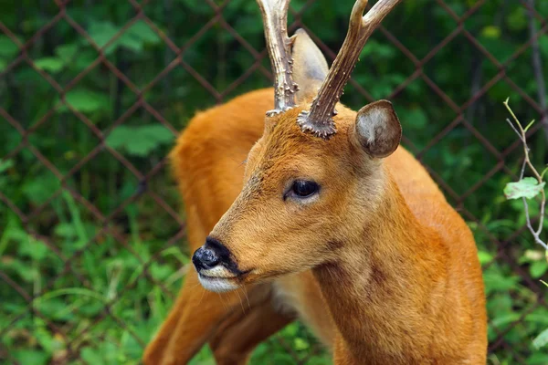 Sibirisches Reh — Stockfoto