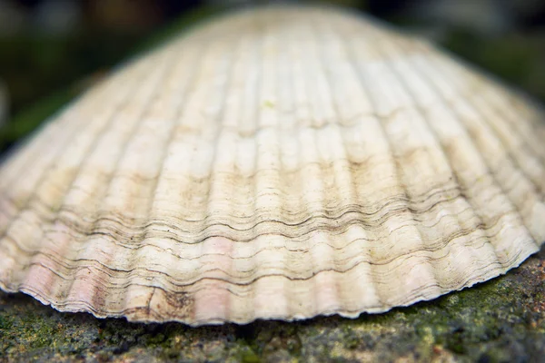 Concha de vieiras — Foto de Stock