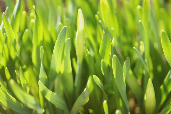 Hierba brillante en el sol de primavera — Foto de Stock
