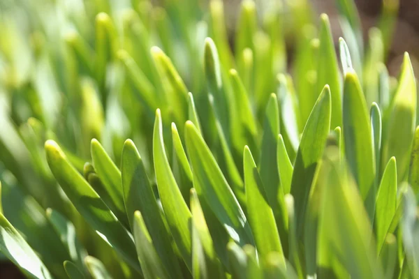 春の日差しの明るい草 — ストック写真